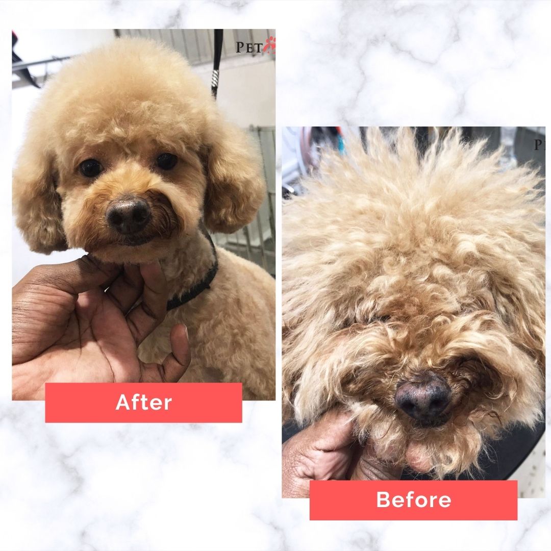 Poodle Dog Grooming Before and After